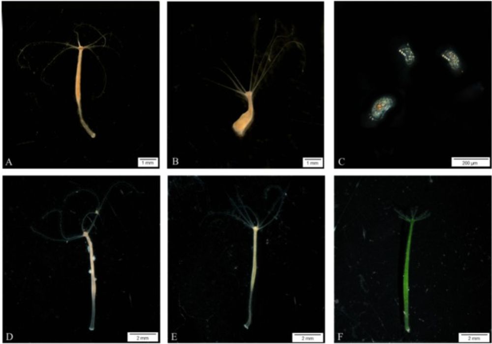 Cancer and One Health: tumor-bearing individuals can act as super spreaders of symbionts in communities - Scientific Reports