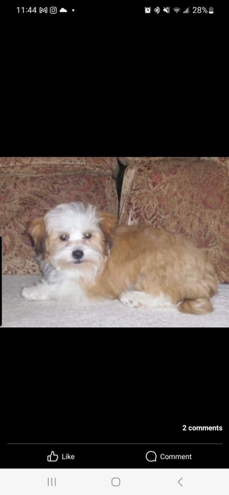 Sam, a shih tzu bichon frise mix, as a puppy. He has long fur, and his back and ears are cream with a white face, neck, and paws. He is sitting on a white carpet in front of a brown couch.