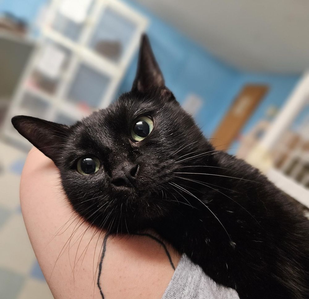 The head and neck of a sleek, black short haired cat resting on a human's arm. Her ears are pointy, her fur is shiny, her eyes are bright.
