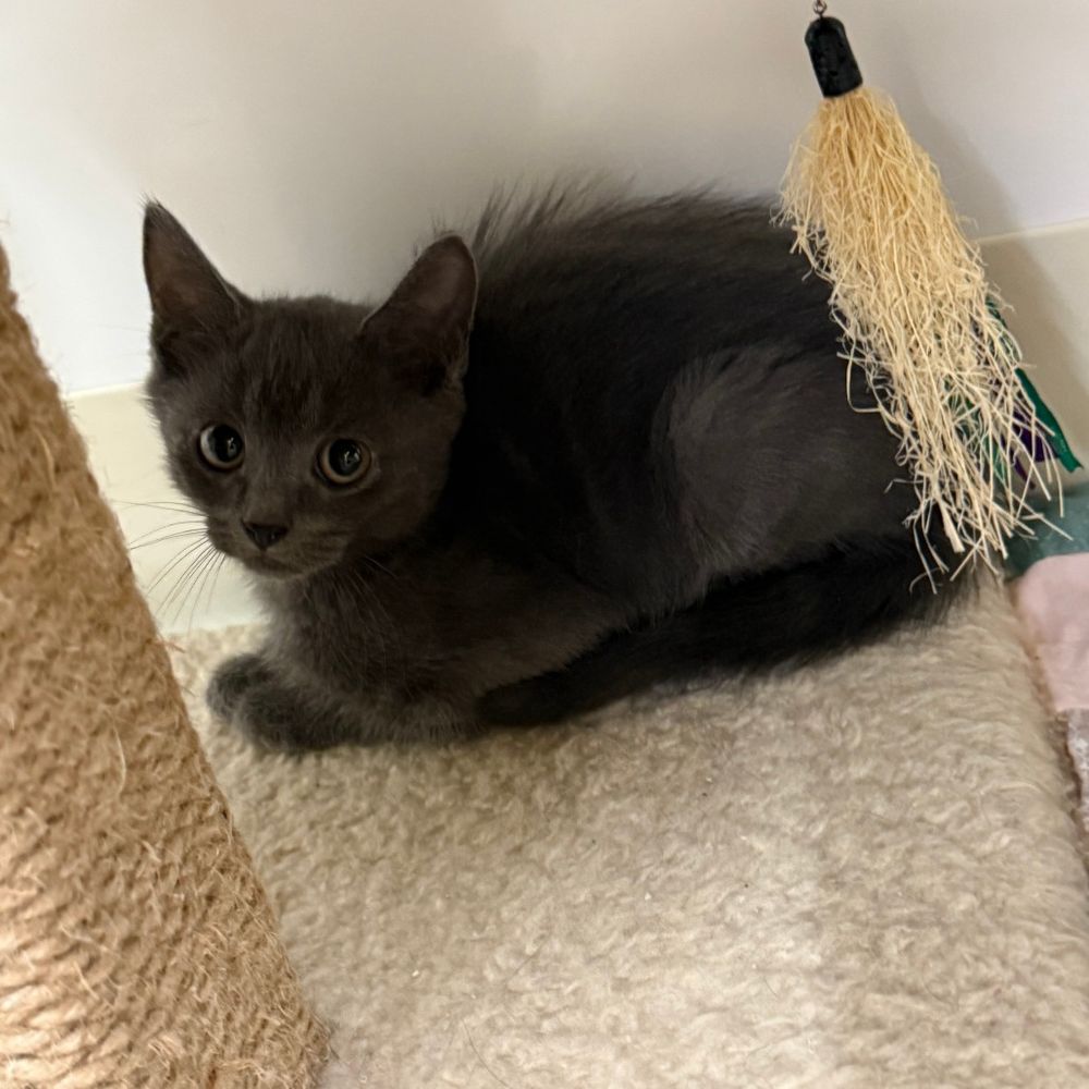 Cute medium haired solid gray kitten in loaf position on a soft cream colored rug next to a sisal cat scratcher. He's looking at the camera with skepticism. An interactive toy is hovering nearby.