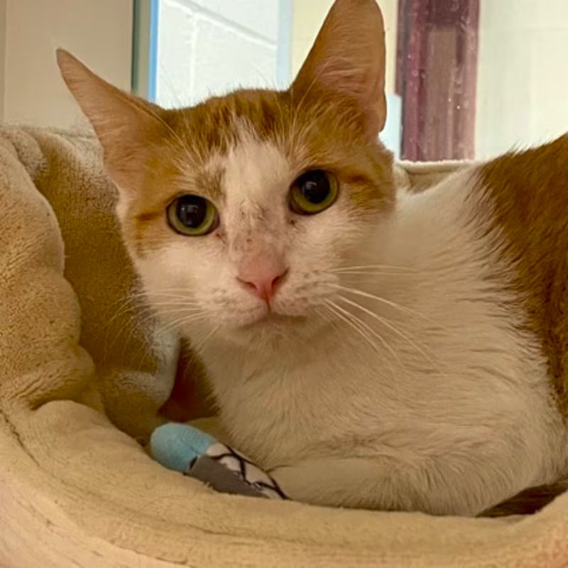Pretty orange and white kitty sitting in a soft cat bed. She's looking at the camera with a somewhat worried expression.
