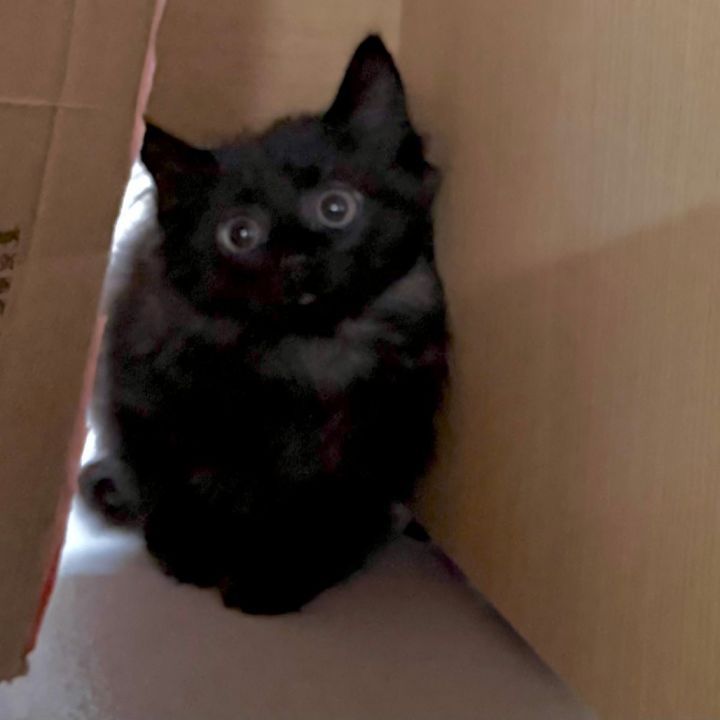 Adorable wide eyed fluffy black kitten. Looks like he's trying to hide in or near a cardboard box.