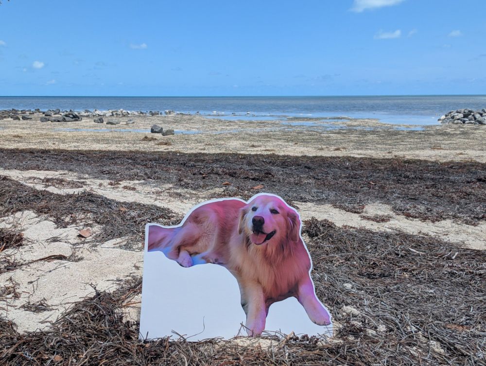 Cardboard Venkman at a beach