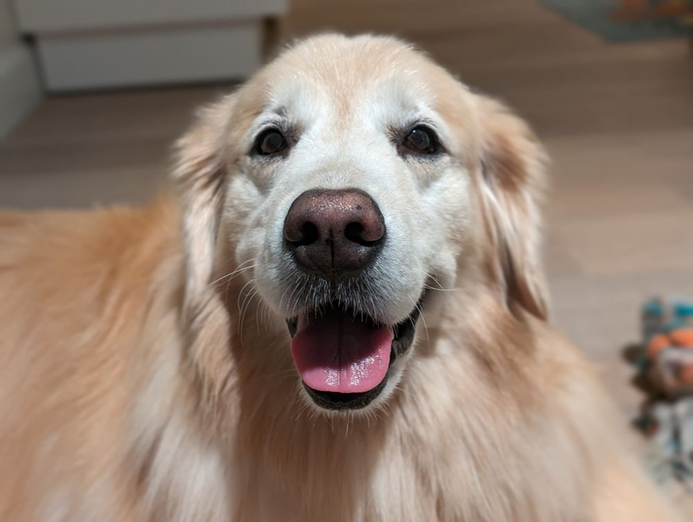 A smiling Venkman, a Golden Retriever, directly at the camera. 