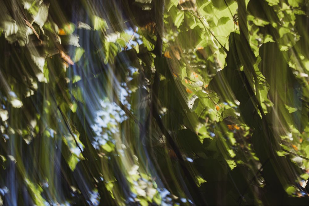 An intentional camera movement photograph of light shining through the green leaves of a tree. 