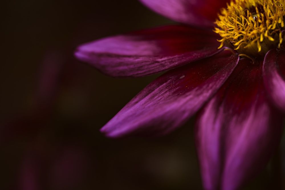 Close-up of half a dark pink dahlia