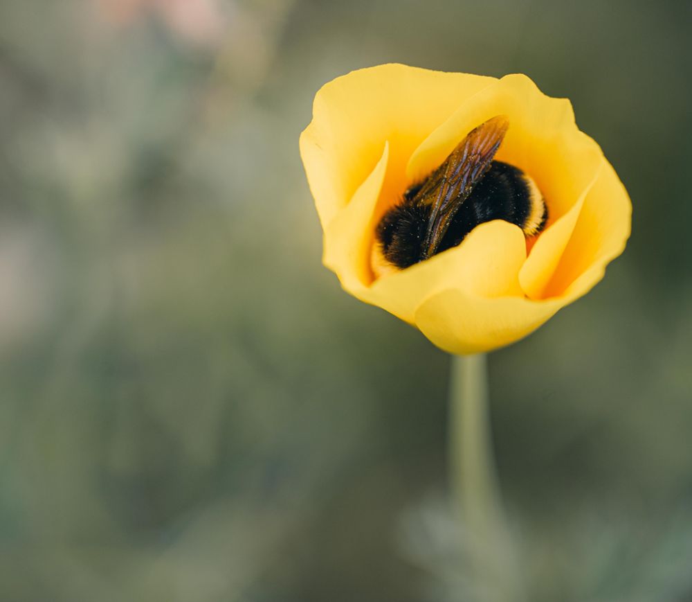 Close up of a bee huddled down in a California Poppy. 