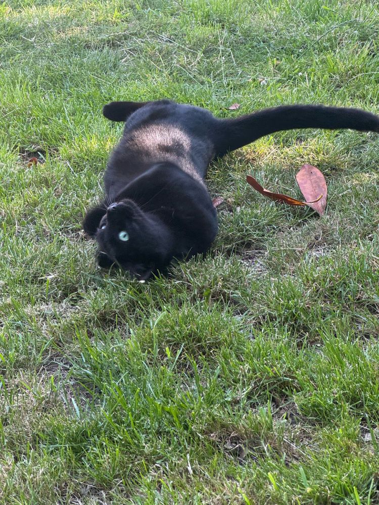 a black cat frollicking in grass