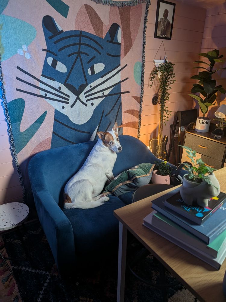 A white and ginger dog sat on a blue couch looking dolefully into the camera. She is cute as heck. Her name is Lorna. I wish you could meet her and give her belly rubs.
L