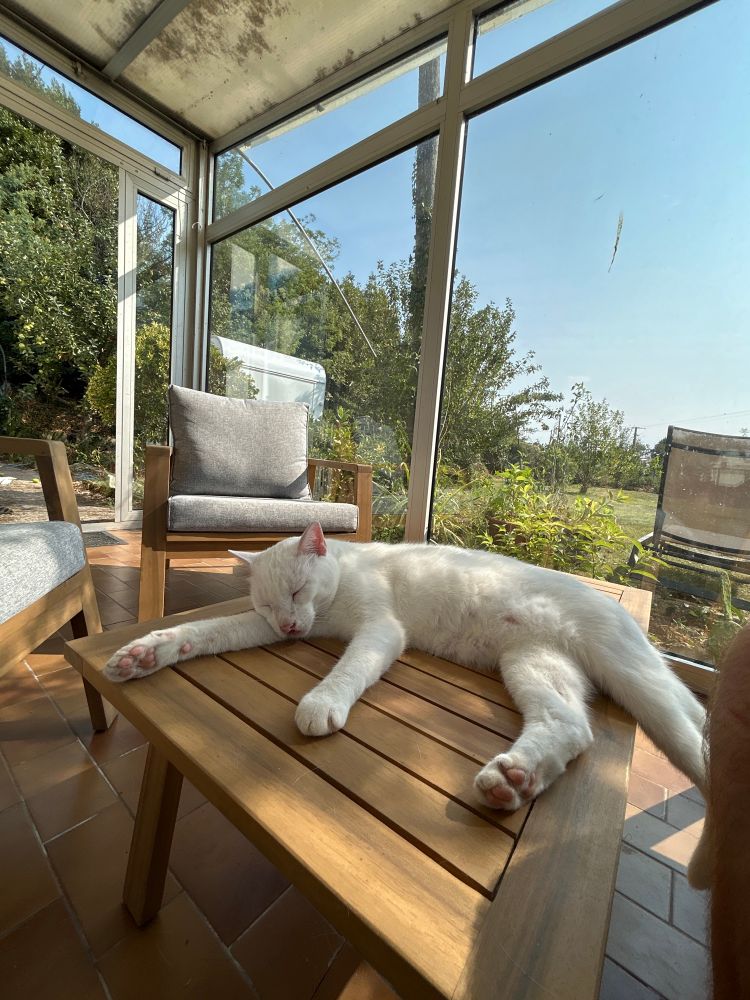 Mon chat sur une table. 