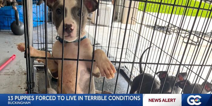 On a hot summer day in Lee County, Florida, neighbors heard whining coming from a nearby garage. It continued throughout the (10975 signatures on petition)