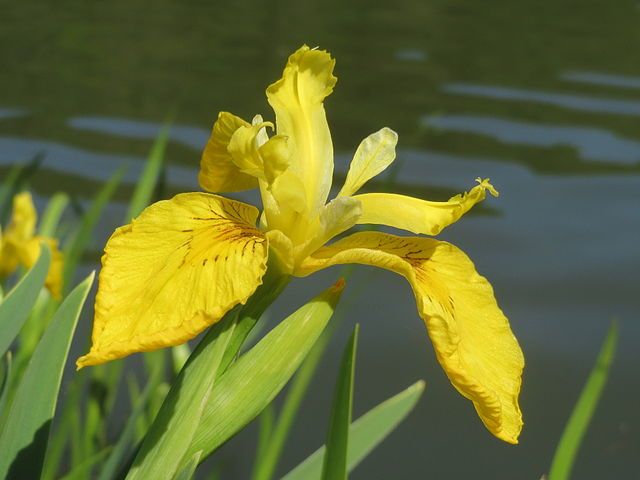 Sumpf-Schwertlilie (Iris pseudacorus) im Deutsch-Französischen Garten (Saarbrücken) Floral symbol of Brussels AnRo0002, CC0, via Wikimedia Commons