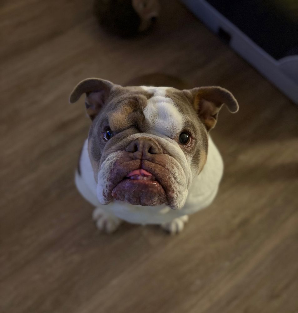 English bulldog looking at the camera with his tongue out