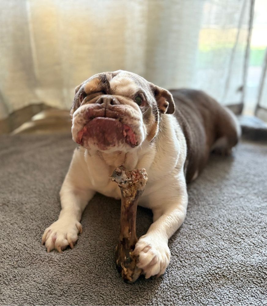 English bulldog with a bone in his front paws