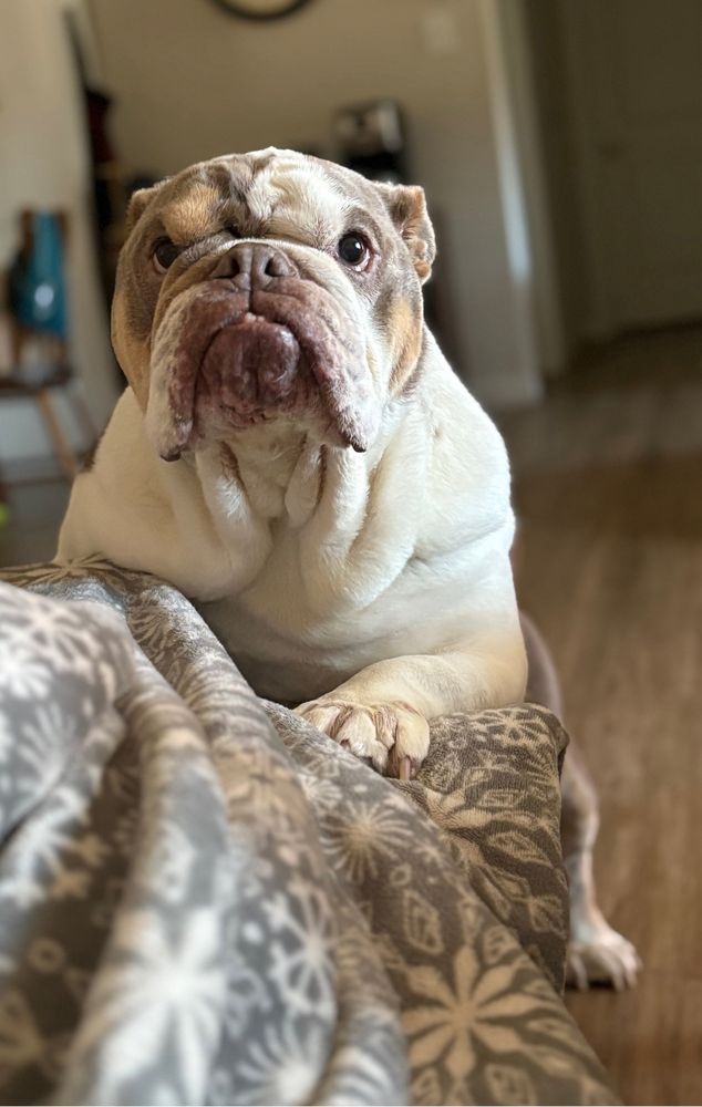 English bulldog standing with front paws on couch