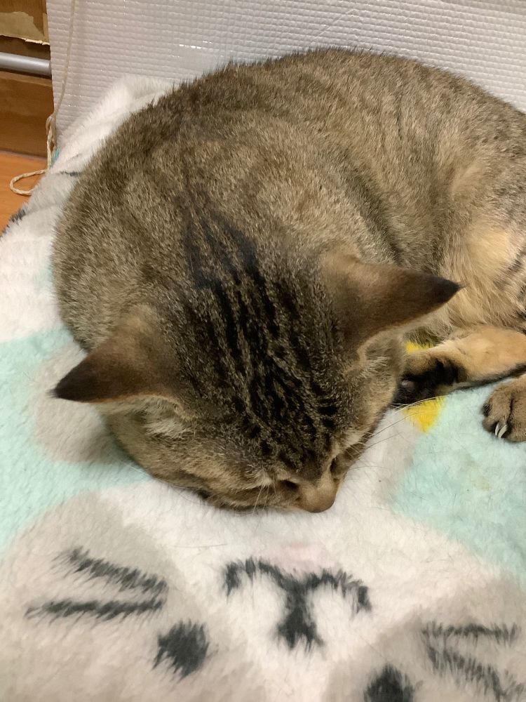 毛布の上で寝ている猫を頭頂部側から撮影しています