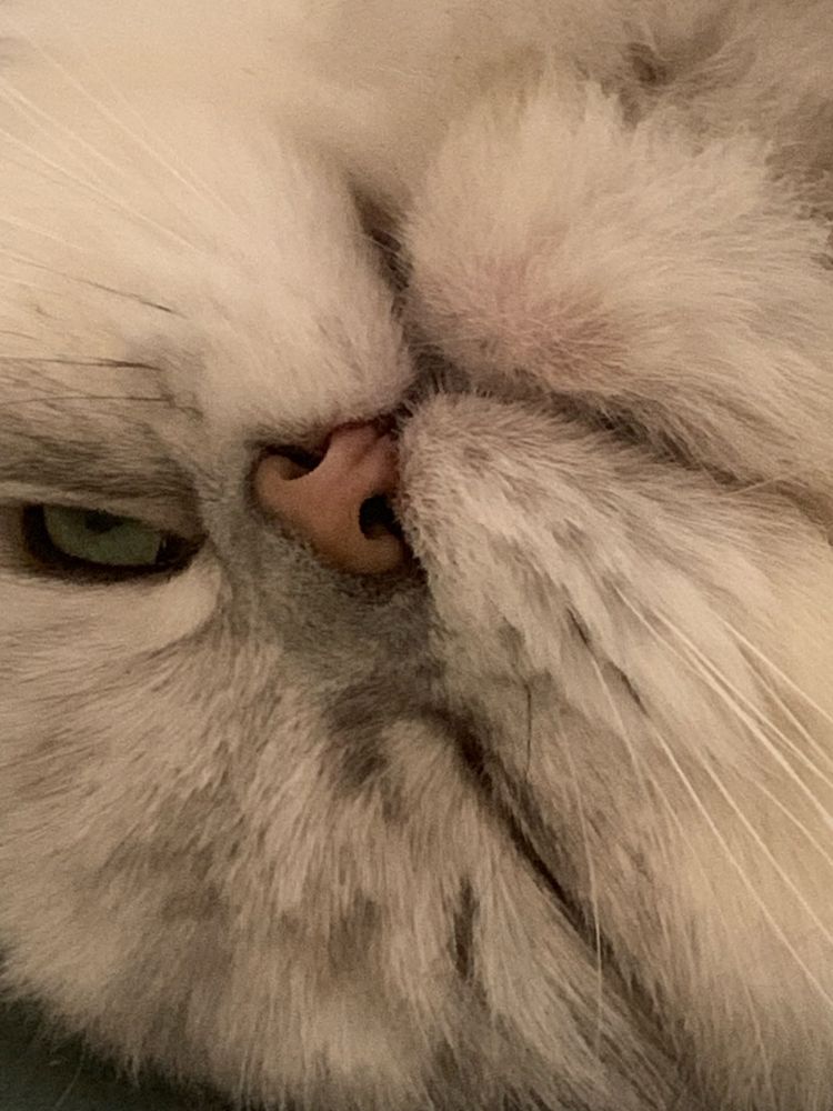 Benjamin Button Raggamuffin, Silver Shaded Tabby. He’s the runt of his litter, at barely 8 lbs of unmitigated fury. In this picture he is upside down winking. 
