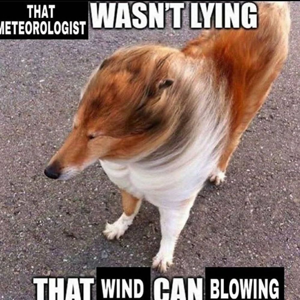Meme of a collie-type dog with its fur being forcefully blown back by the wind captioned "that meteorologist wasn't lying that wind can blowing"