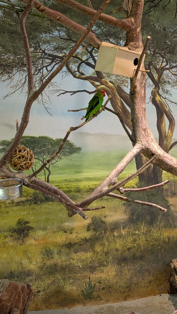 Kleiner grüner Papagei sitzt auf einem Ast.