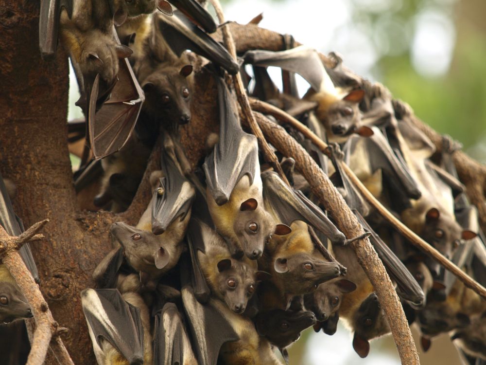 Dozens of straw-colored fruit bats roosting on a tree, very close together. They have big, soft brown eyes and narrow, fox-like faces.

Photo attribution: Konrad Bidziński (CC-BY-SA-4.0)