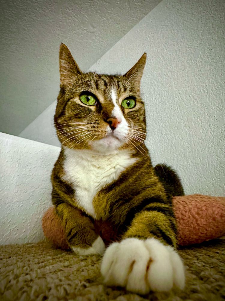 Ms. Meow knows exactly why her kind was worshiped as gods in bygone years. She is still of the opinion those times never ceased.