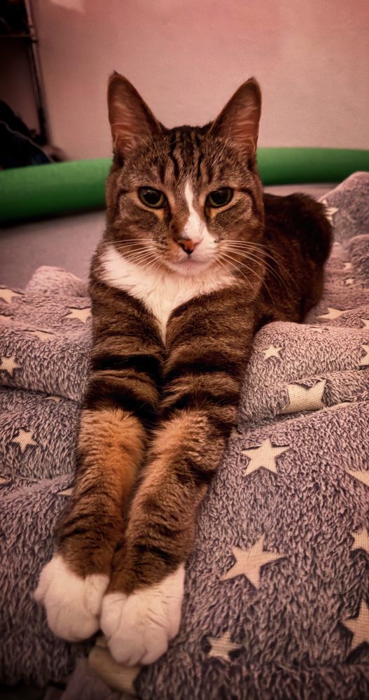 She allows her subjects to gaze upon her royal paws. Just kidding now you owe her a life of pets and adoration.