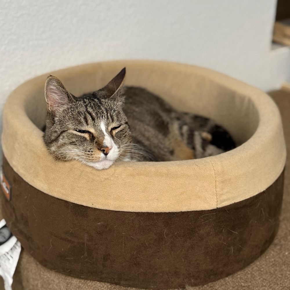 Ms.Meow a 14 year old short hair tabby does not appreciate the flash much like the world doesn’t appreciate shit smelling orange faced man children with hitler complexes.