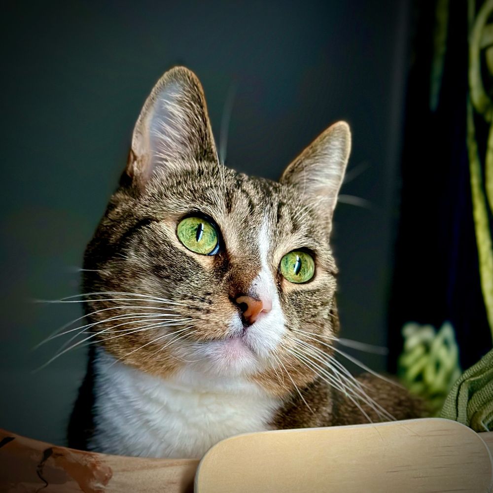 Approx 13 year old tabby. She lies looking at the bright outside, the color of her eyes matches the tapestry #witchsky #familiar