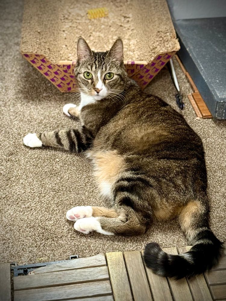 Ms Meow tires from all of the hard work she puts in everyday. She is seen taking a short break in front of her office supplies.