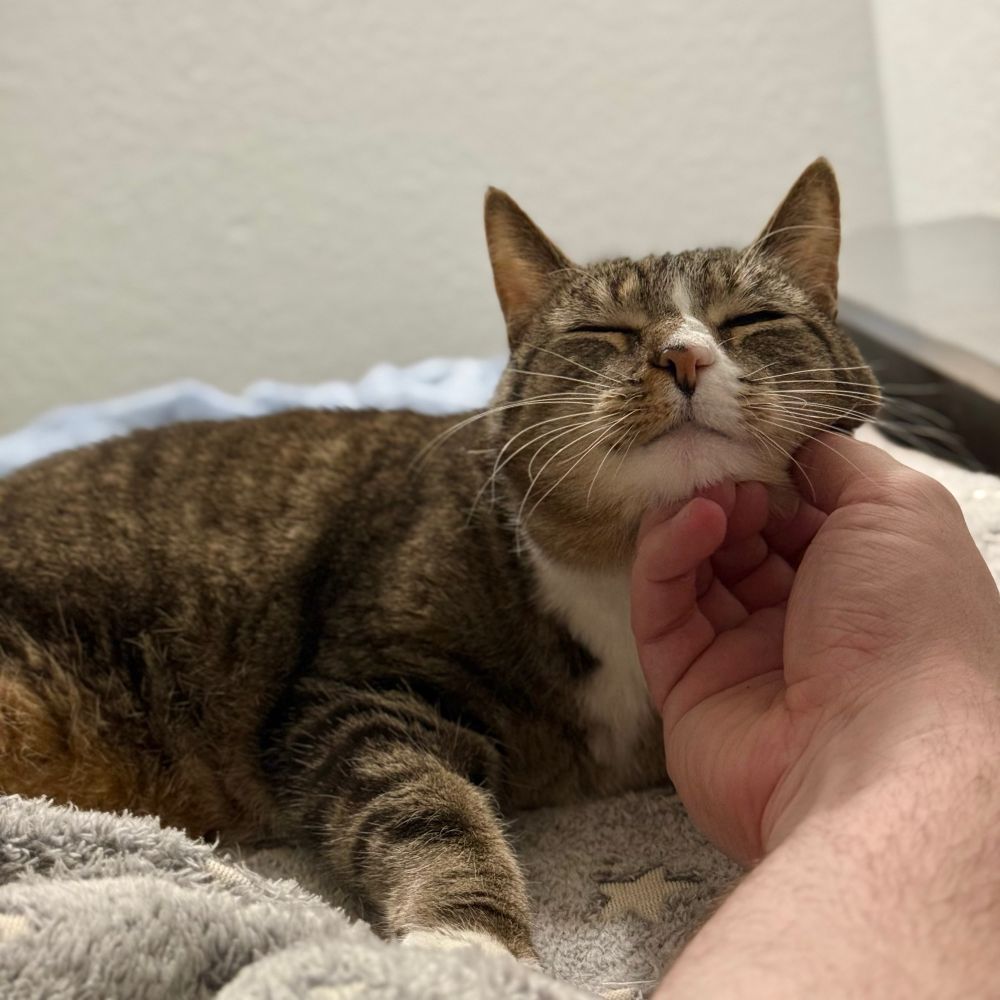 Ms.Meow a 14 year old short hair tabby demanding some chin rubs.