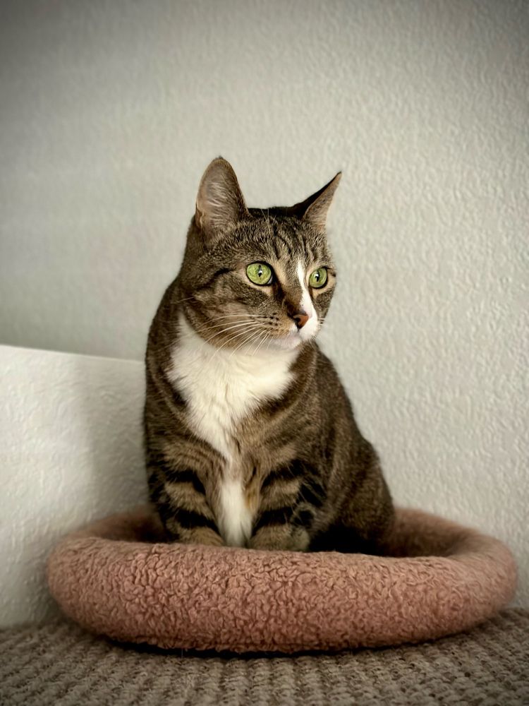 Ms. Meow looks out across her domain with a regal air about her.  She is also very cute.