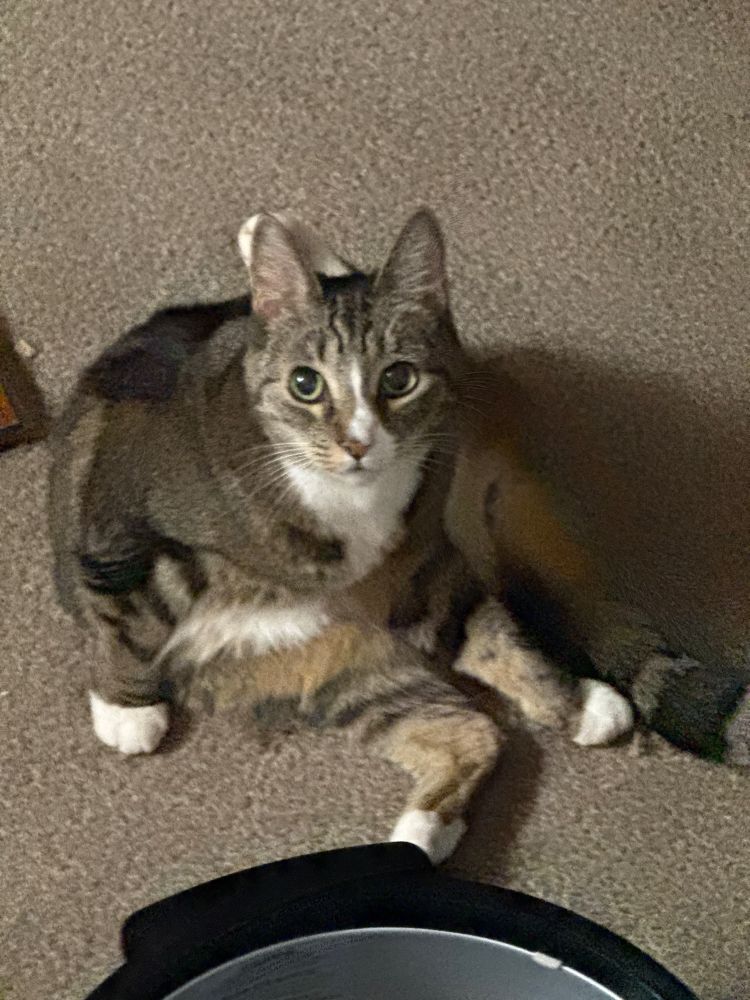 Ms. Meow is good at yoga 