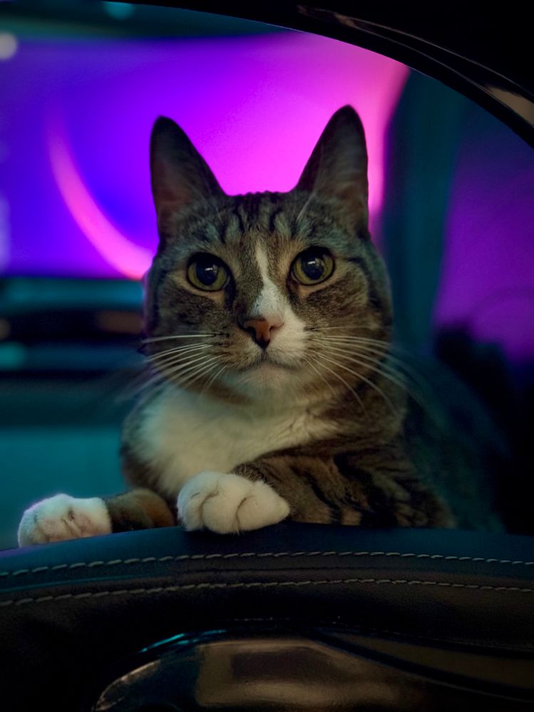 Ms. Meow is a ~14 year old tabby cat with prominent white markings on her paws, chest and face. She is sitting on a computer chair in front of a monitor that has a gradient color wallpaper. #CatsOfBluesky #BlueskyCats #cats #familiarsofbluesky #WitchSky