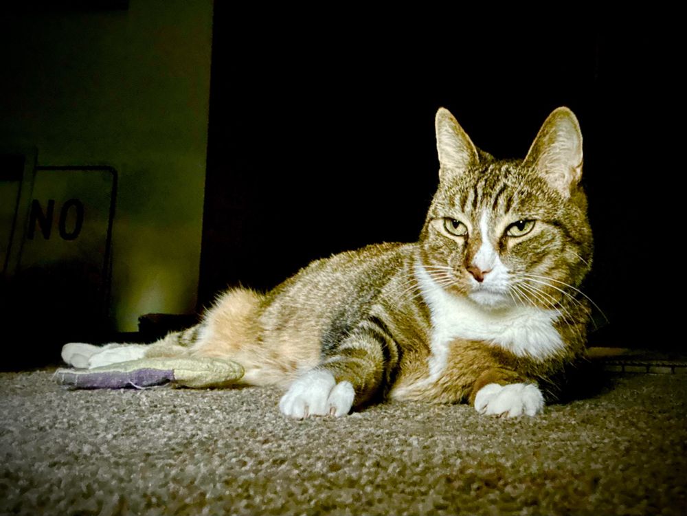 My 14 year old cat Ms. Meow. She is an American shorthaired tabby with beautiful emerald eyes. #Familiar #PaganSky #CatsofBluesky