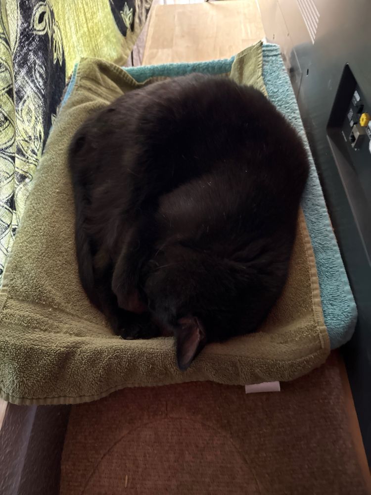 I made her a safe place while the yard maintenance people used leaf blowers on the rocks outside. Cute catten