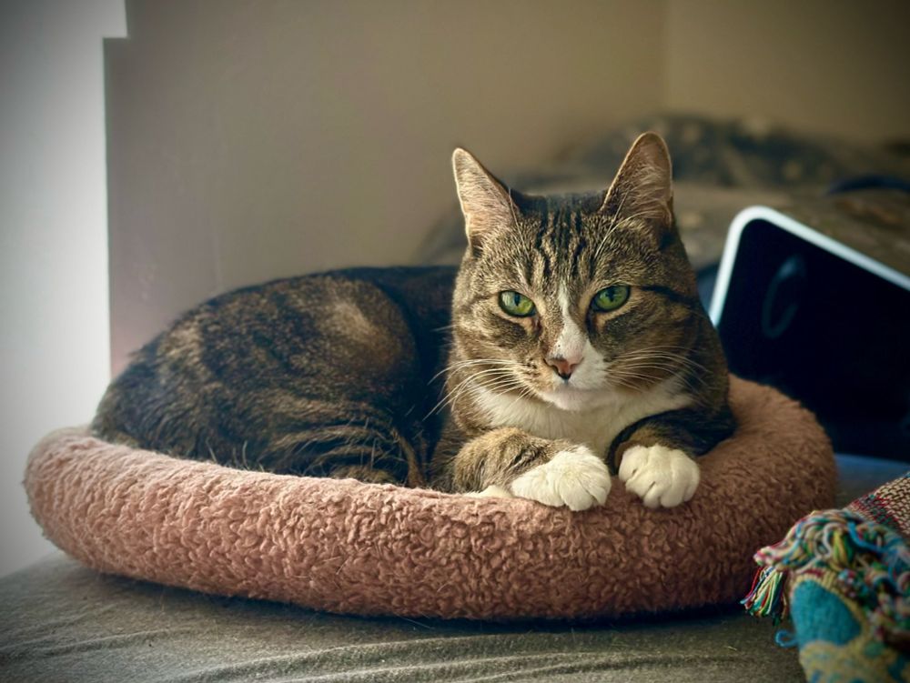 Ms. Meow is a 13/14 year old tabby female. She enjoys playing with catnip mouse and getting a few treats whenever I can. Meow is sitting in her favorite bed where she can shift and get a good view of what goes on outside.