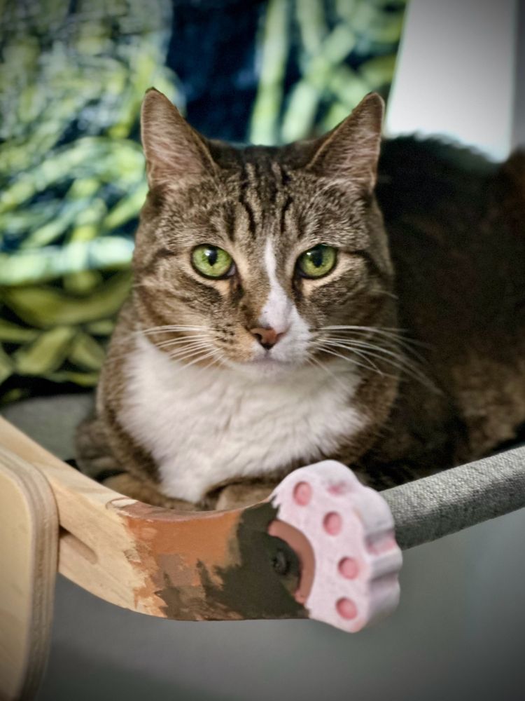 Meow has a window bed with arms that are painted to match her arms. She sits on it looking expectantly for wet food.