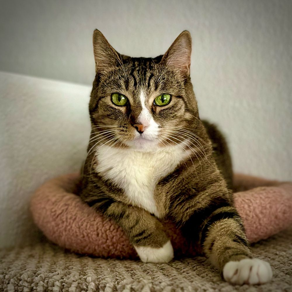 She knows exactly how important she is in this household. #Familiar #Caturday #CatsofBluesky