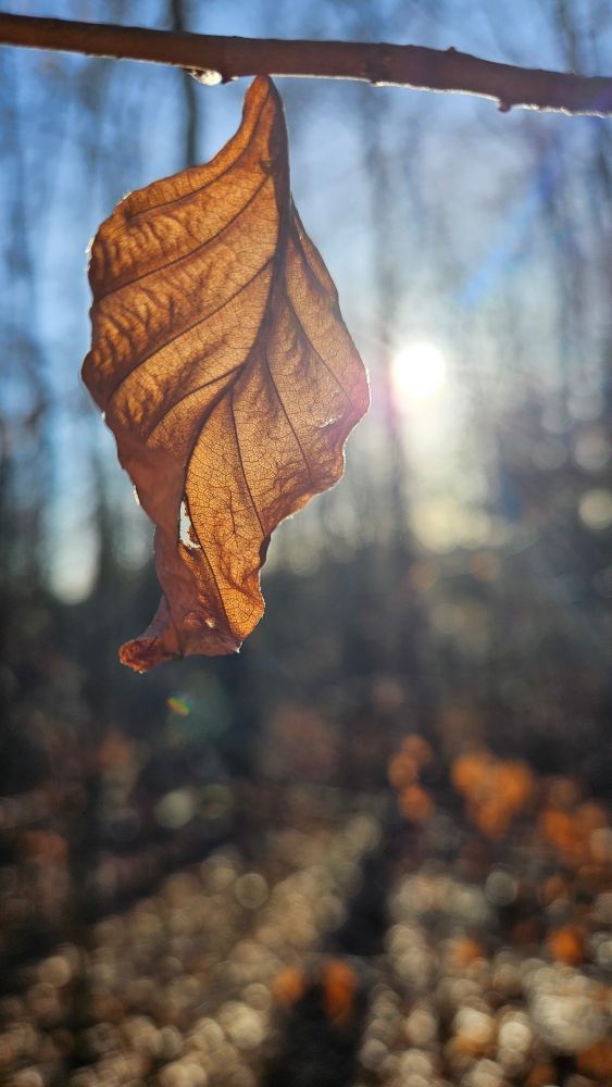 Foto aus dem Wald:Vertrocknete braunes Blatt im Gegenlicht,  in Hintergrund unscharf die Sonne und der Waldboden