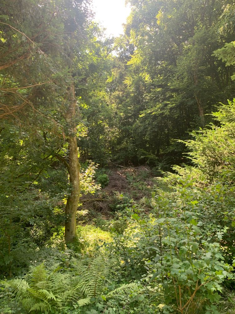 Blick in eine kleine Waldschneise. Im Vordergrund Farne. Vor allem Buchen. 