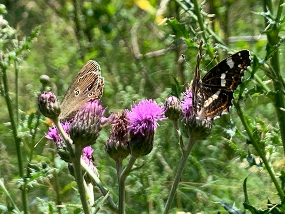Nahaufnahme einer Distel mit 2 Falterarten. 