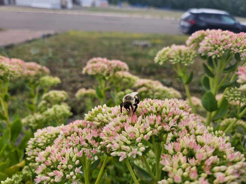 Solitary bee foraging for pollen.