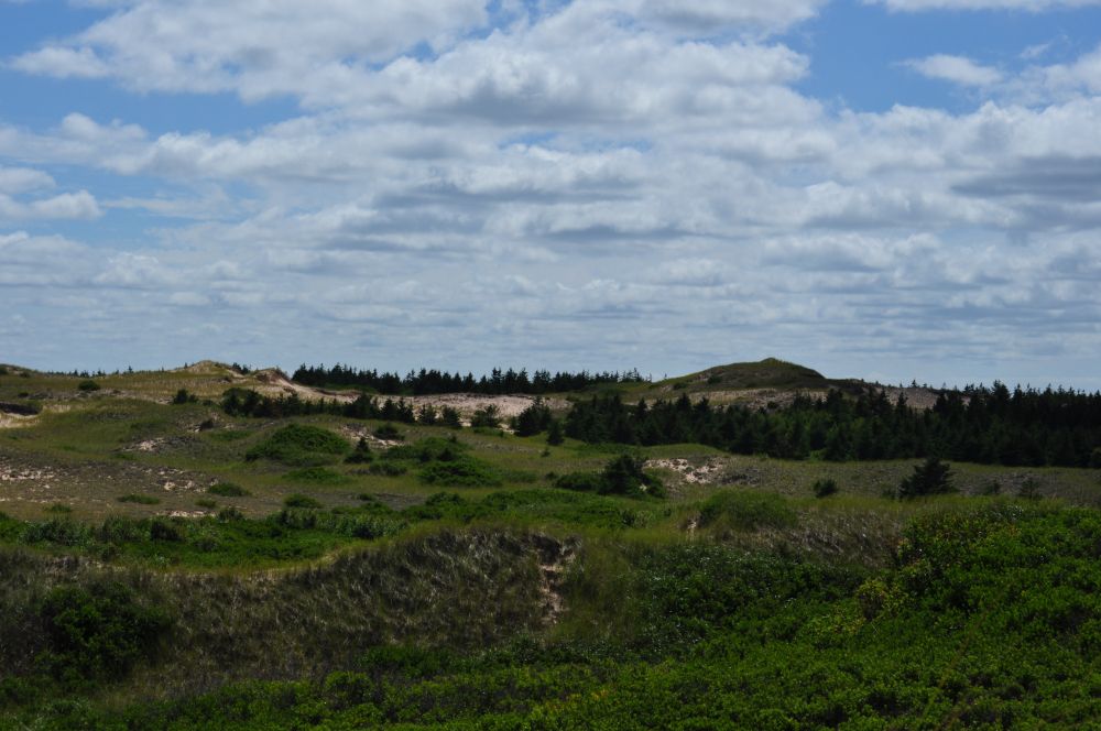 Parabolic dune field in PEI National Park Greenwich.