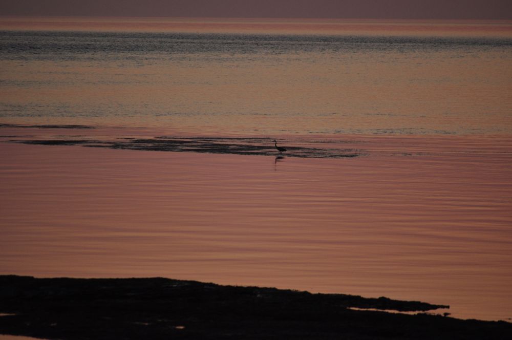 Heron wading in water during sunset. The water has an orange tint to it.