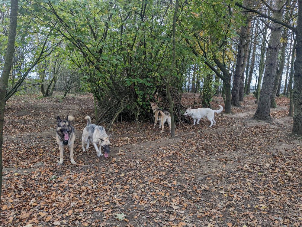 Four German shepherd dogs investigate their surroundings. They're in a large fenced off woods. The trees still are green, but autumn leaves litter the ground.