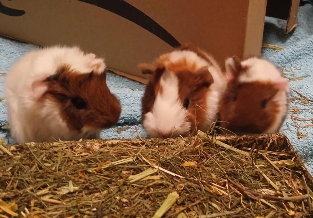 Three baby guinea pigs, ginger and white, sit on a blue fleece, nibbling on a hay forage tray