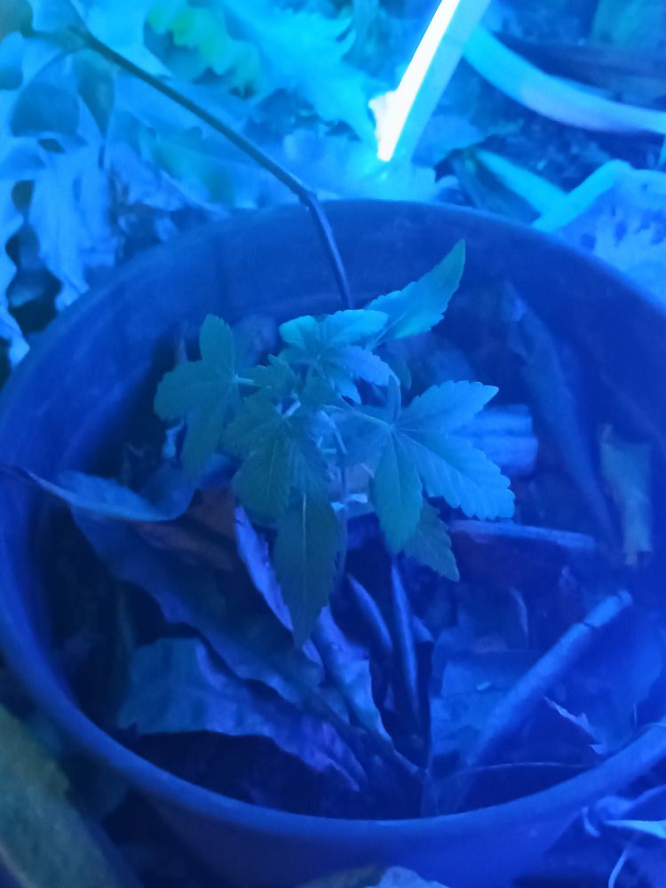 plantinha pequenininha de maconha na luz azul 