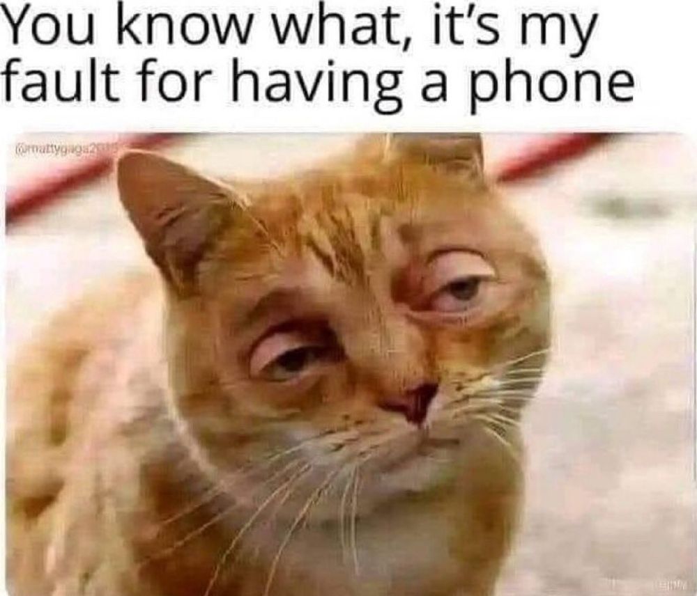 Disappointed cat edit.  "My fault for having a phone"