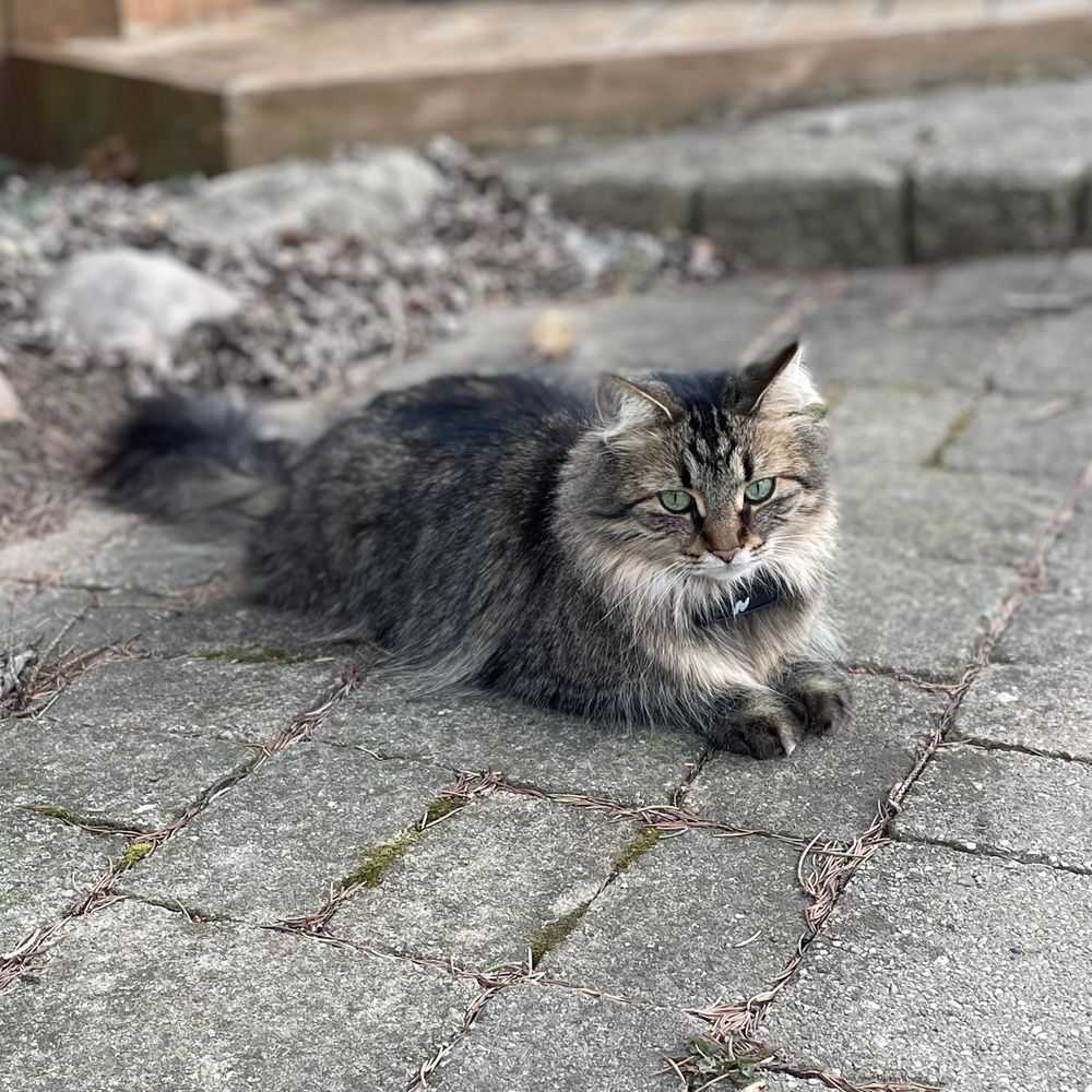 Gray fluffy cat sitting on the ground.
