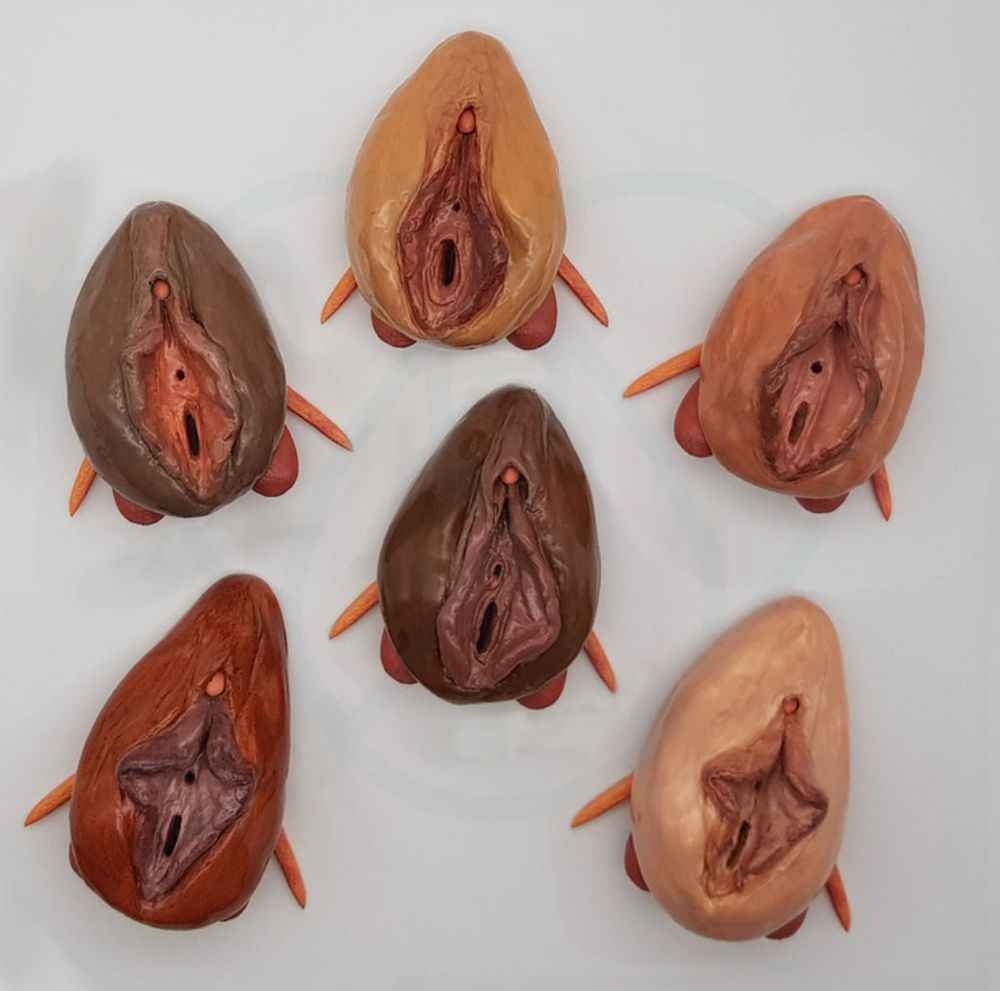 Vulvamodelle mit Klitoris in verschiedenen Hautfarben und Größen